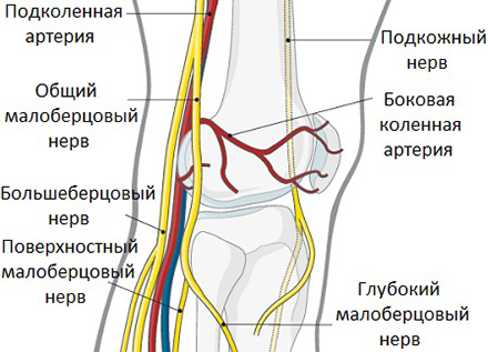 строение коленного сустава
