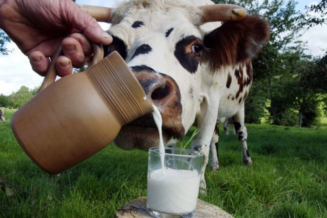 Молоко при подагре: можно или нет?